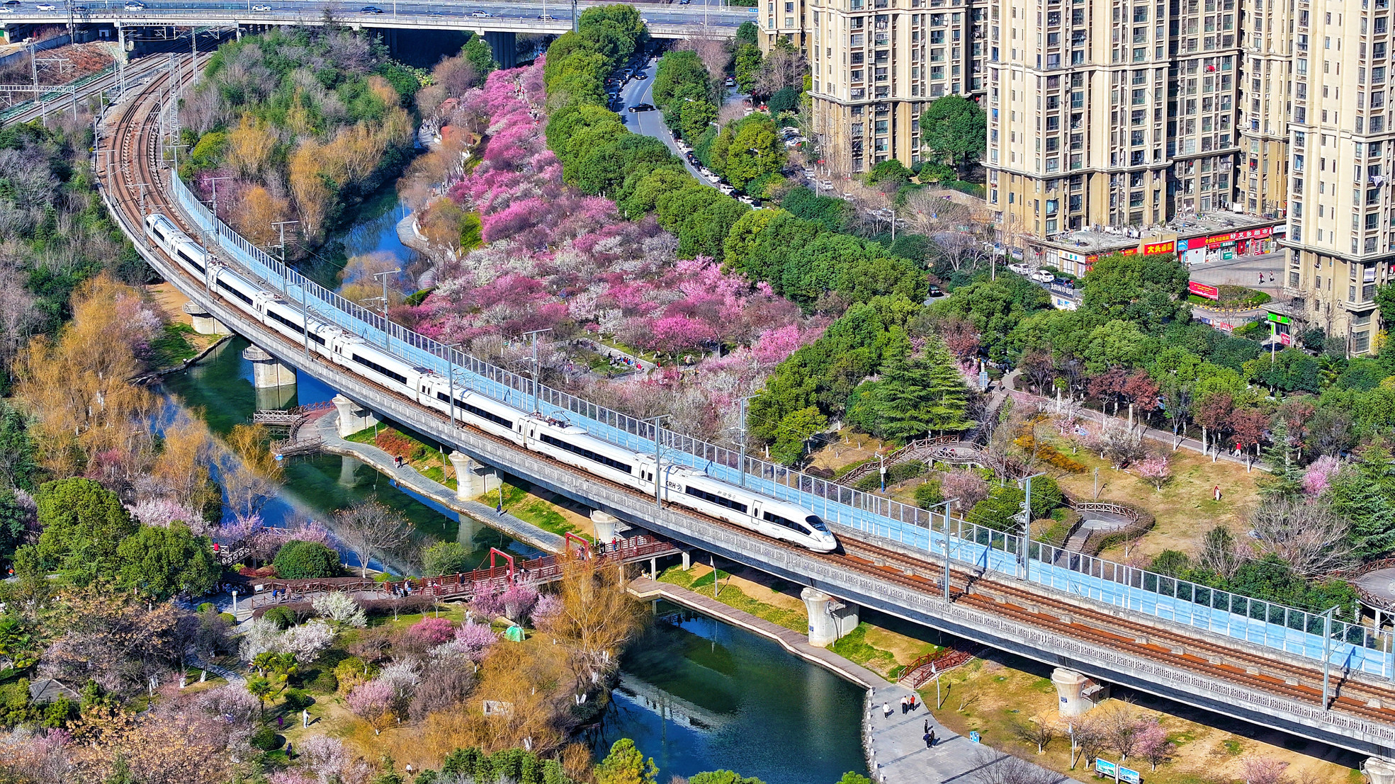 梅花绽放春意浓 (1)_副本.jpg